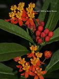 Asclepias Tuberosa
